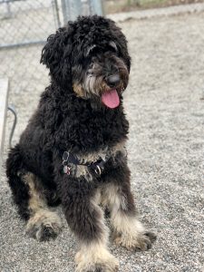 Mila, Joses 3 year old bernedoodle
